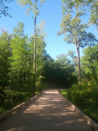 A multi-use path with trees on either side of it